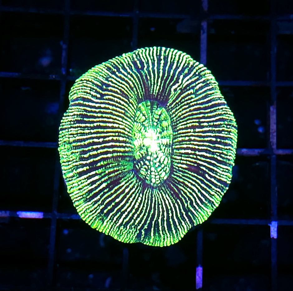Kryptonite Konvict Trachyphyllia