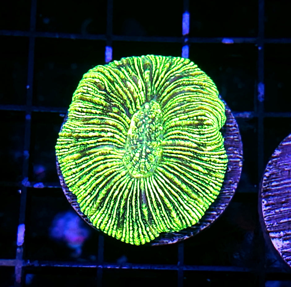 Kryptonite Konvict Trachyphyllia