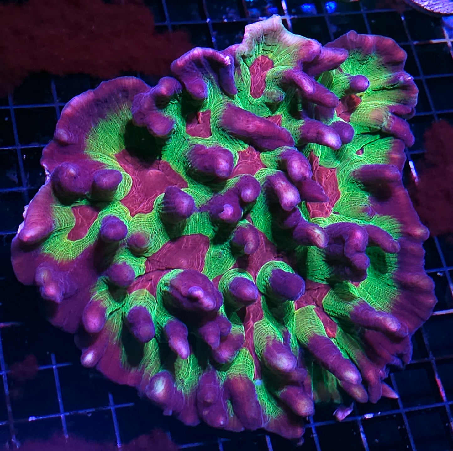 Massive Heartthrob Pectinia Colony WOWZERS