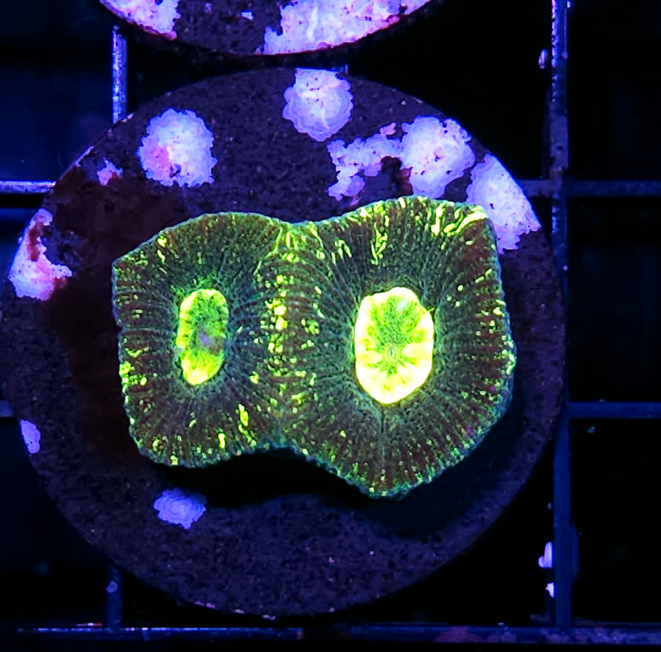 Acid Splash Goniastrea