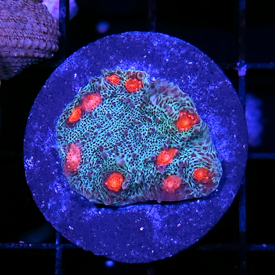 HF Omnicron Glitter Chalice