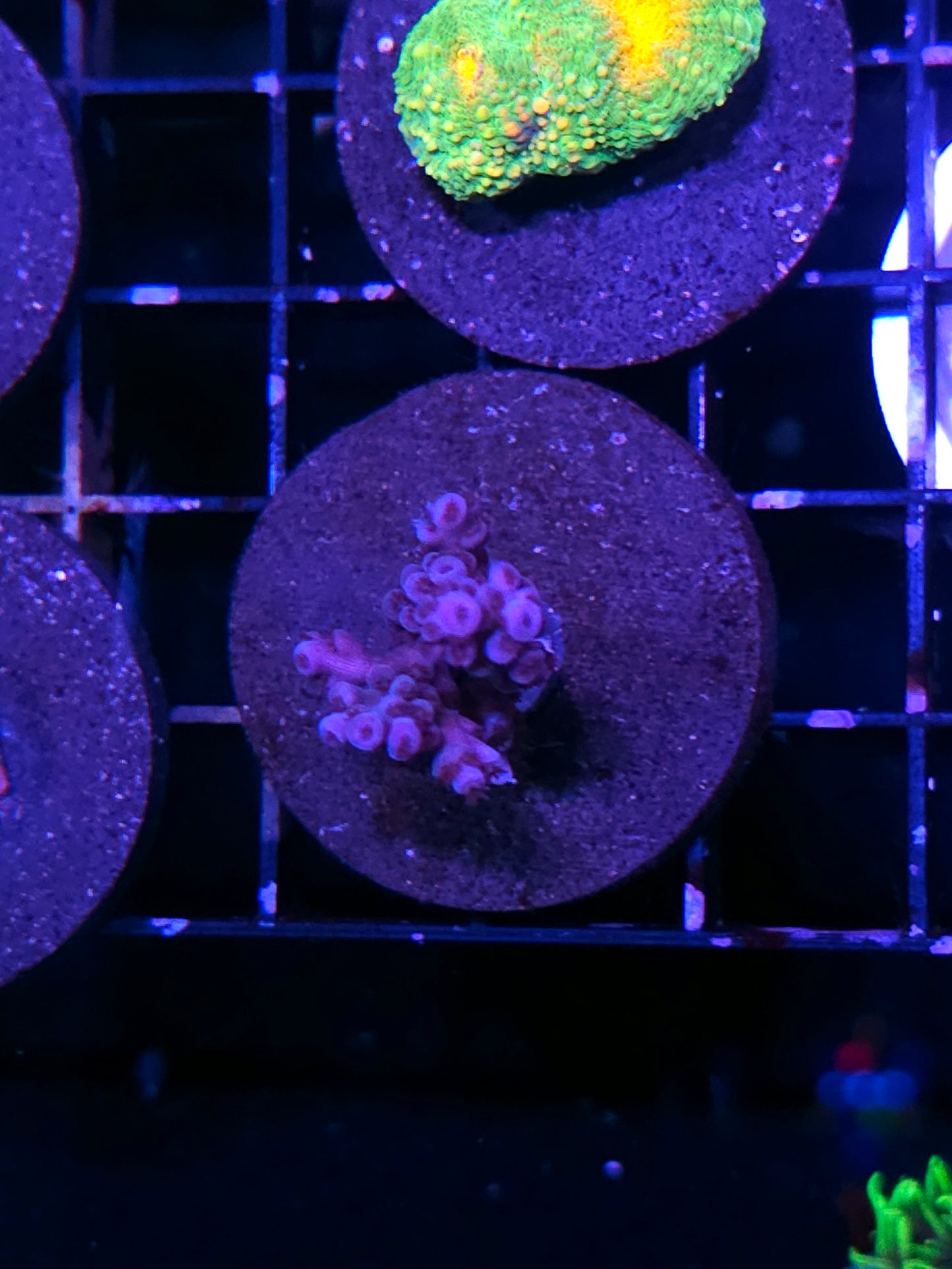 Purple Acropora