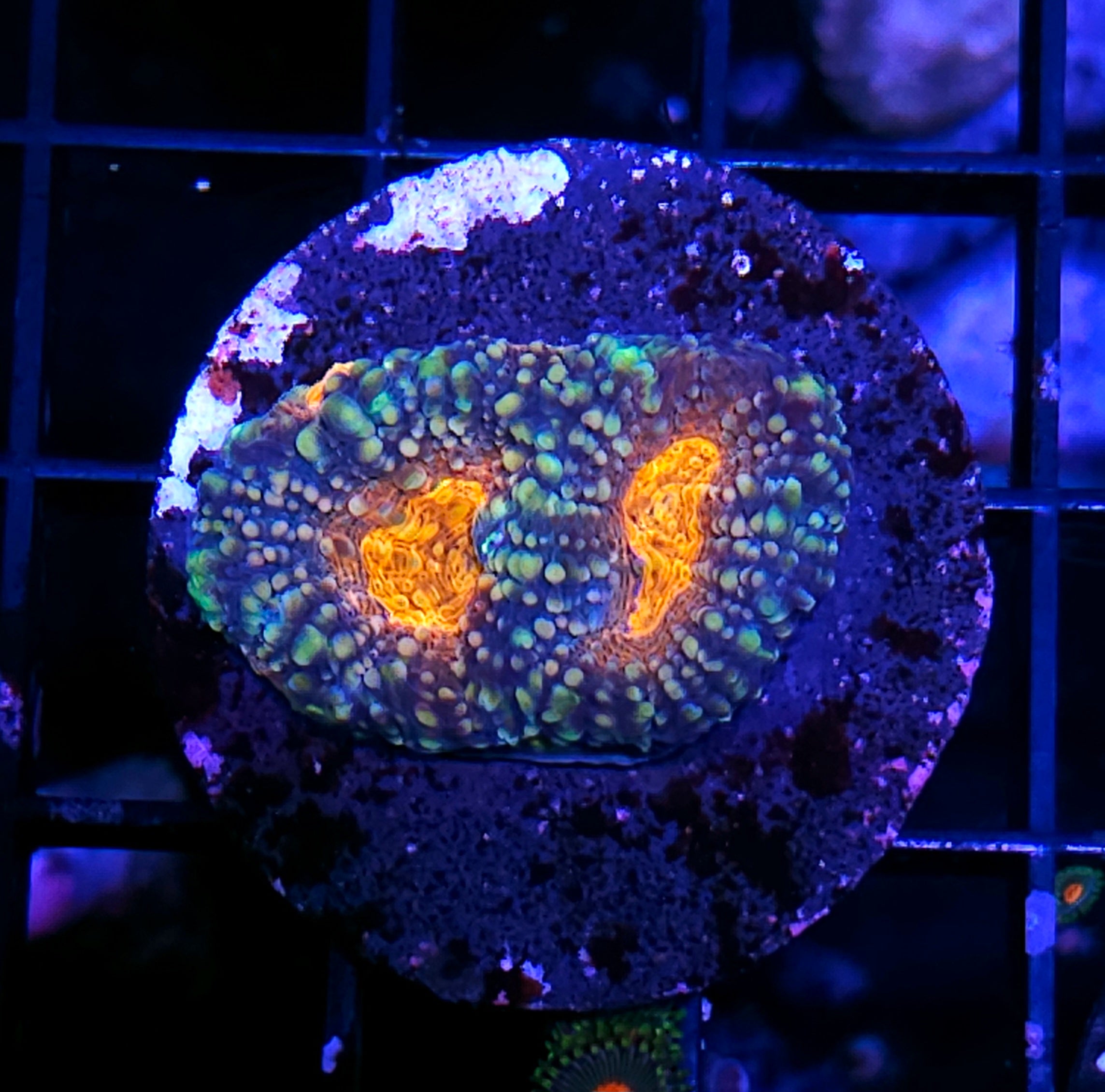 All Coral – Page 3 – Hellfire Frags