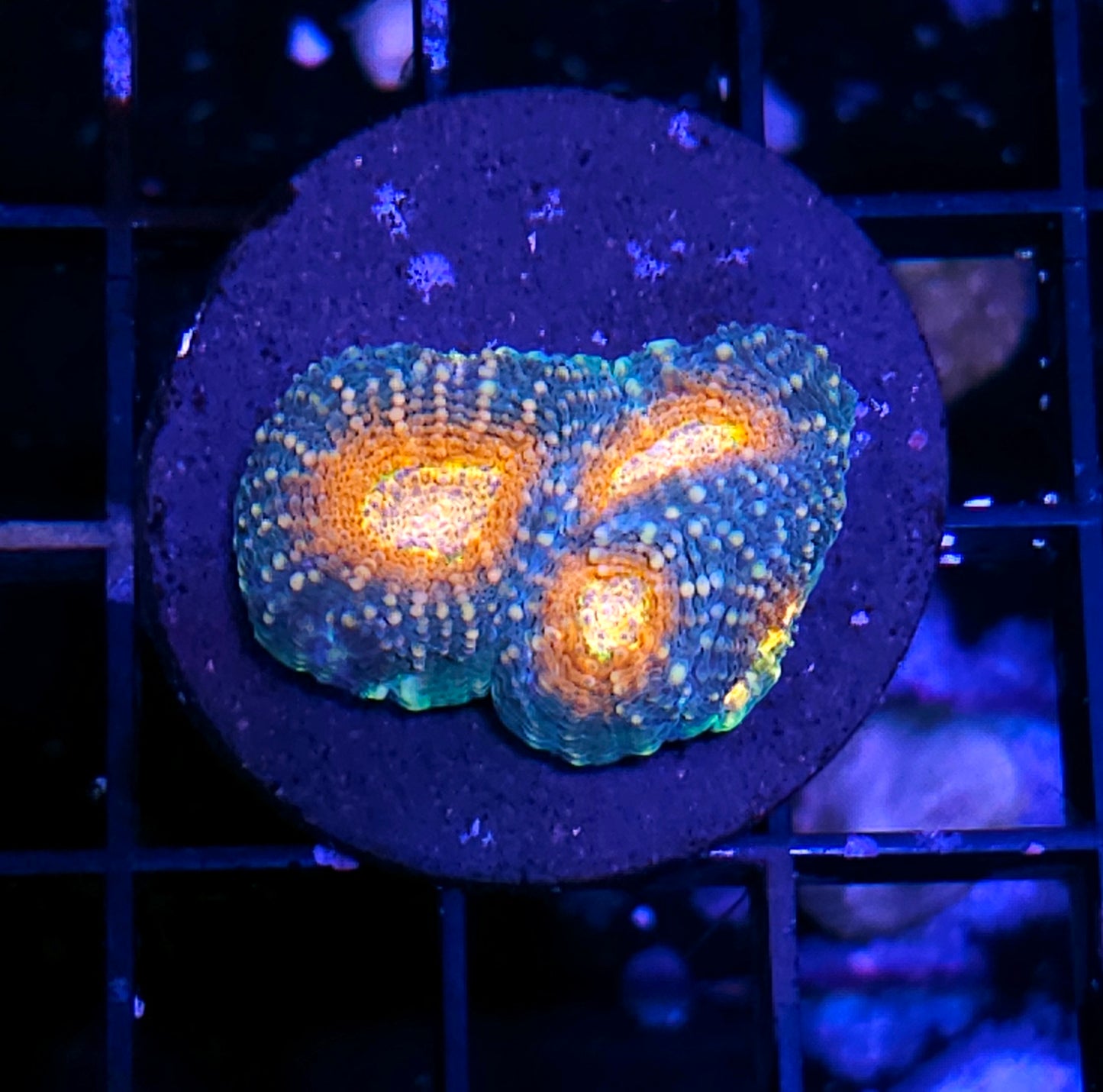 Fireworks Acan Echinata