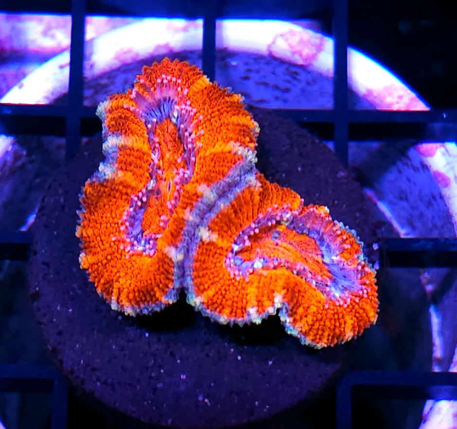 Blazed Acan