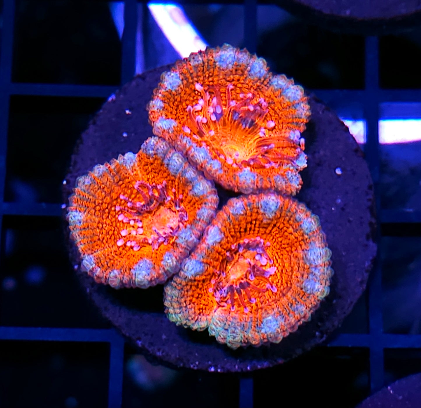 Grannys Hard Candy Acan