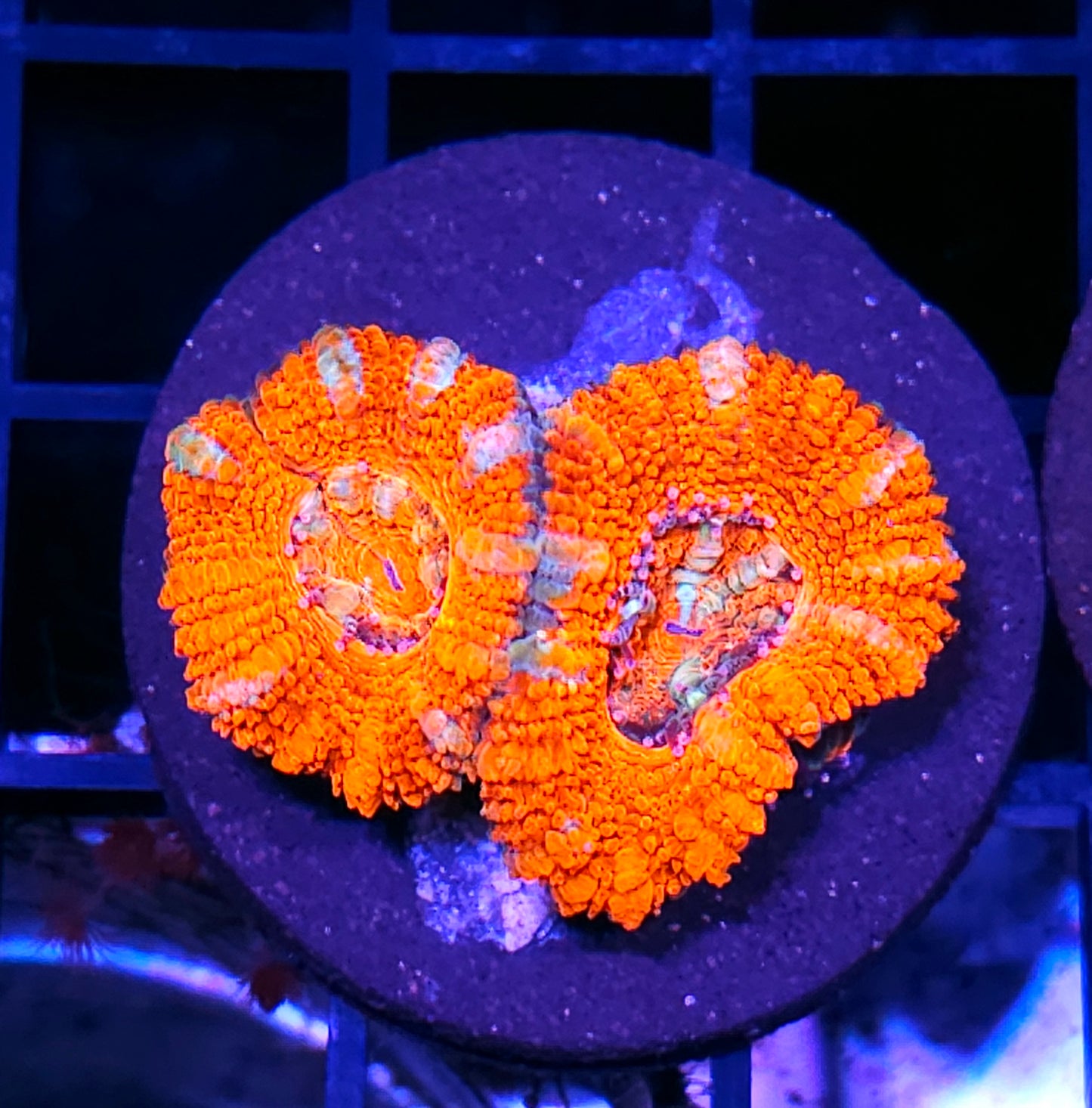 Red Phazer Acan