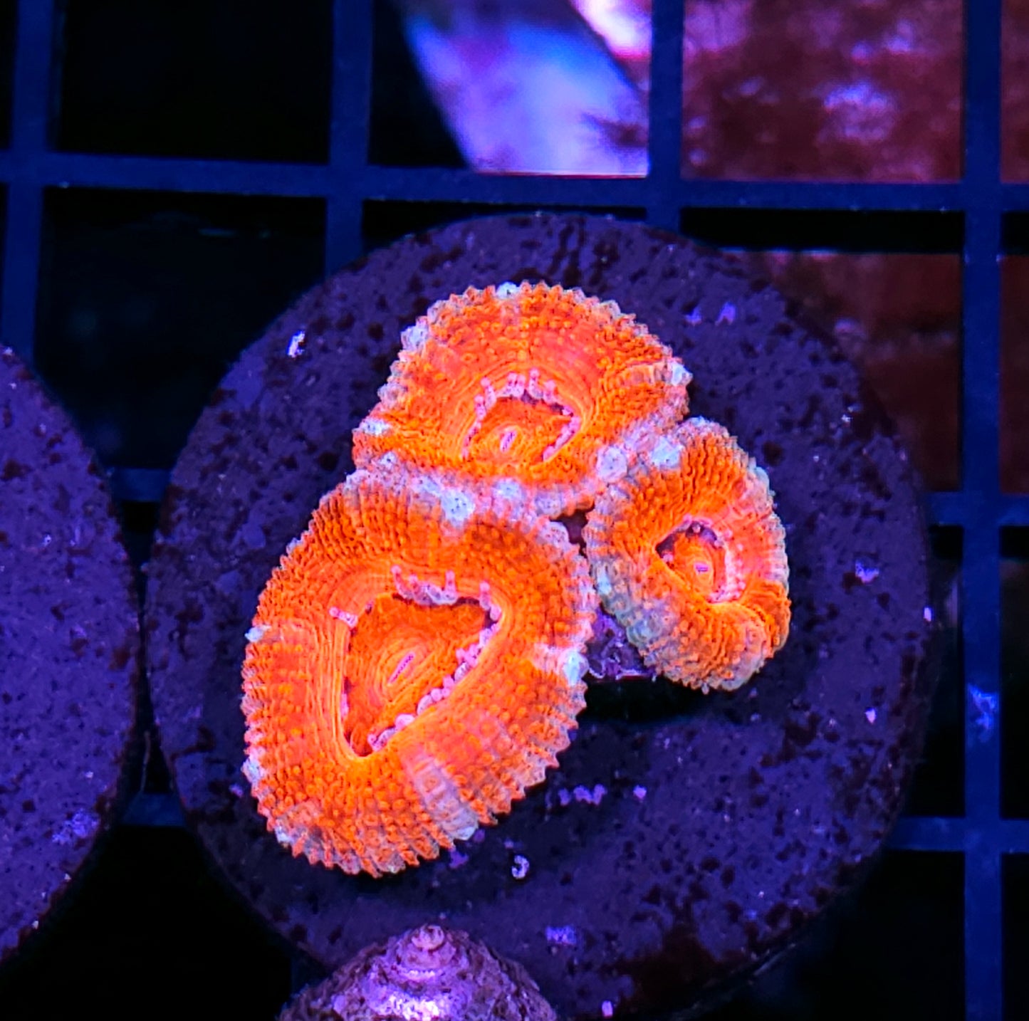 Loquat Acan