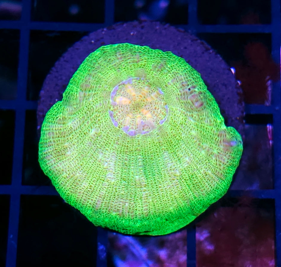 Plutonium Moselaya