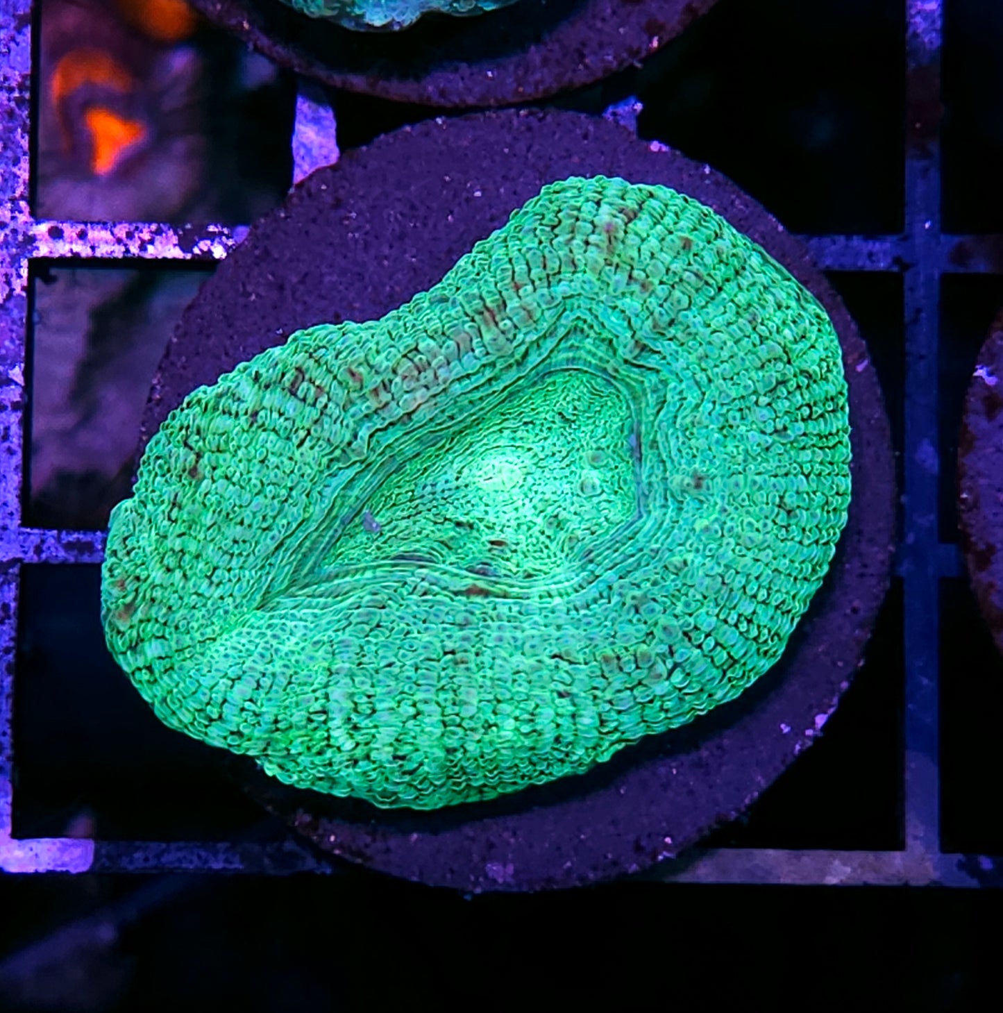 Predator Bowerbanksi
