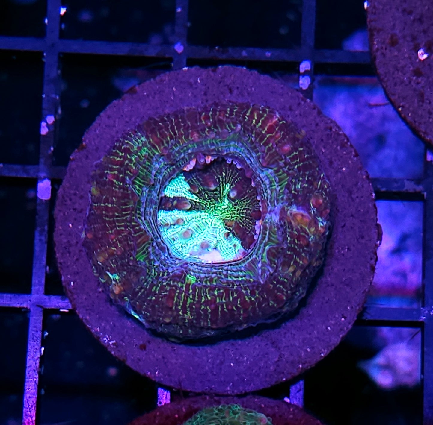 Archangel Bowerbanksi