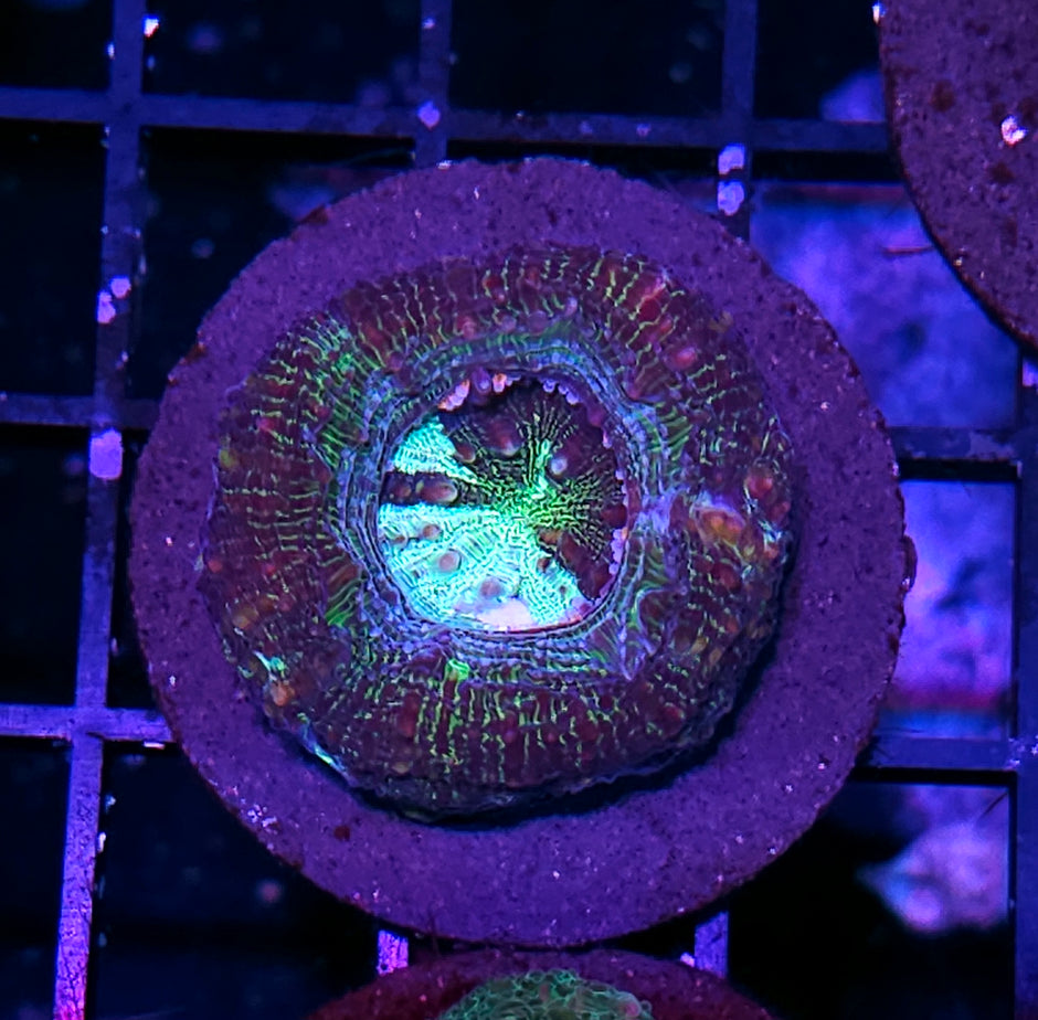Archangel Bowerbanksi