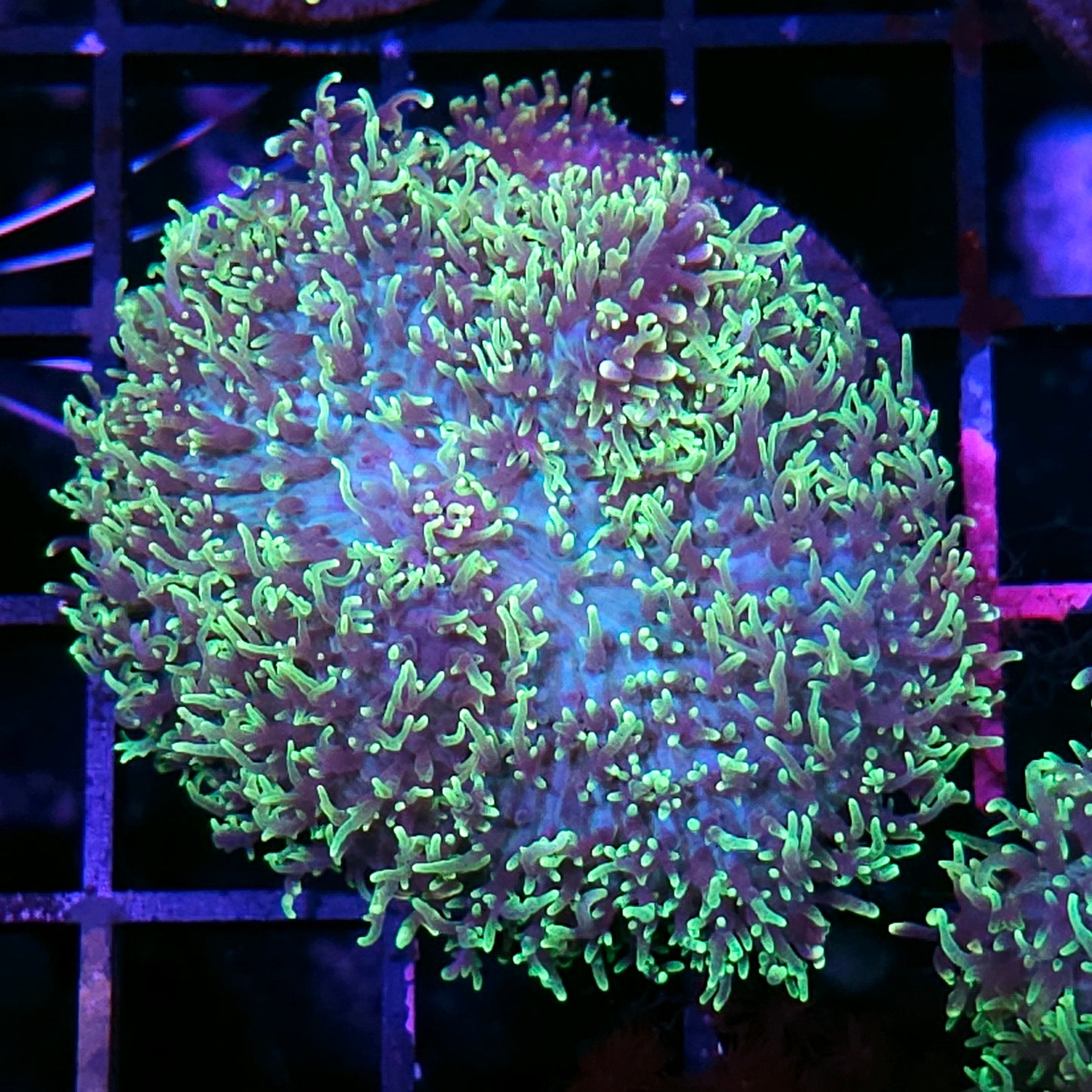 HF Shag Daddy Carpet Mushroom