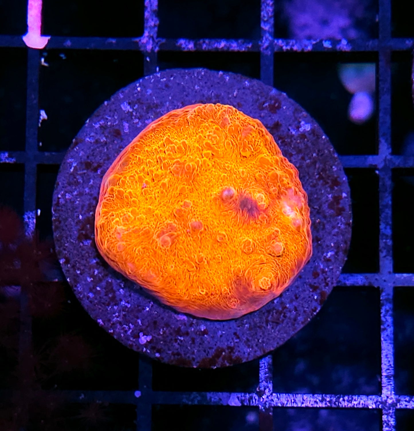 Solar Flare Chalice