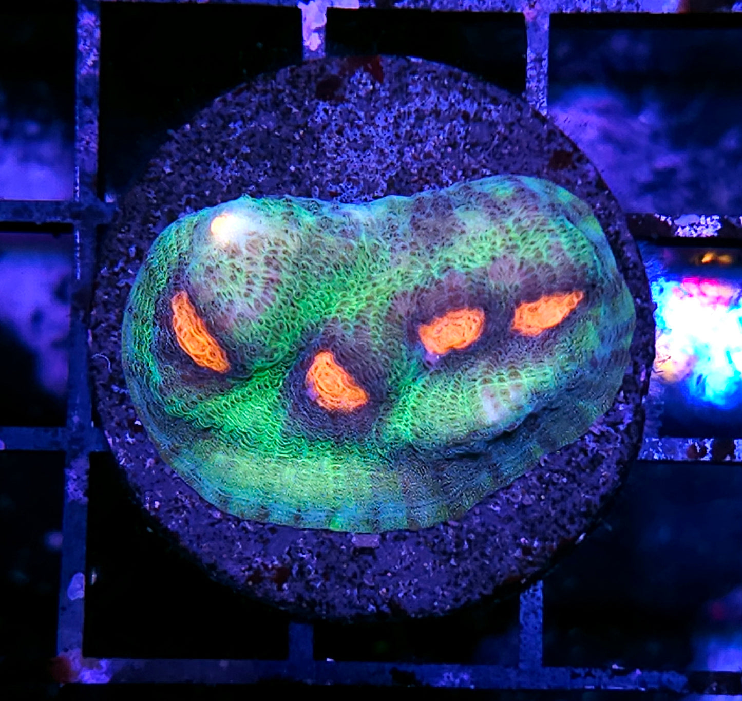 Melonball Chalice