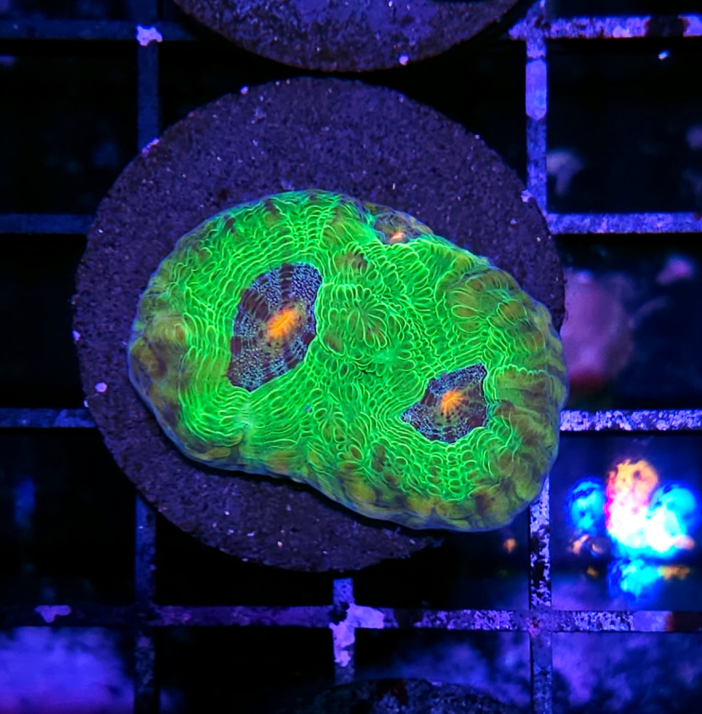 Laser Beam Chalice
