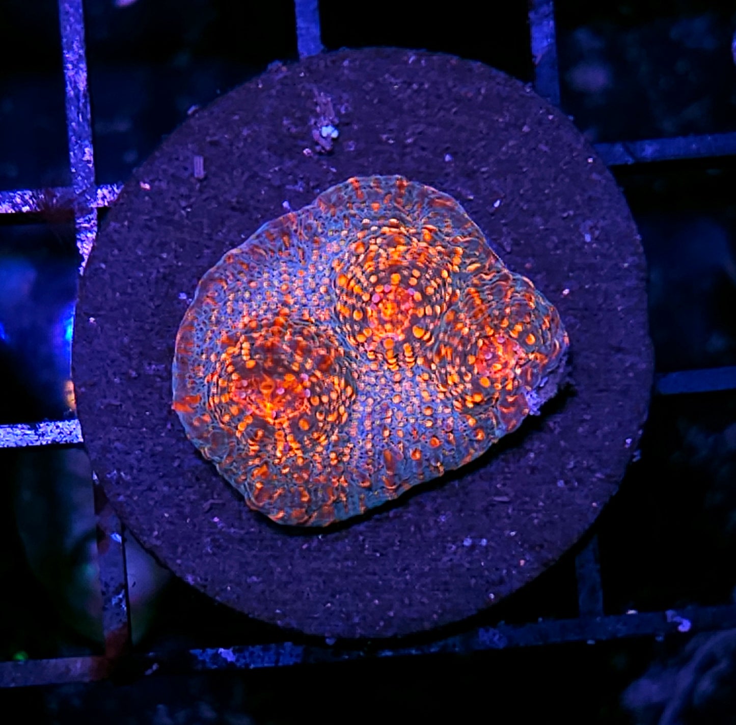 Tropicana Twister Chalice