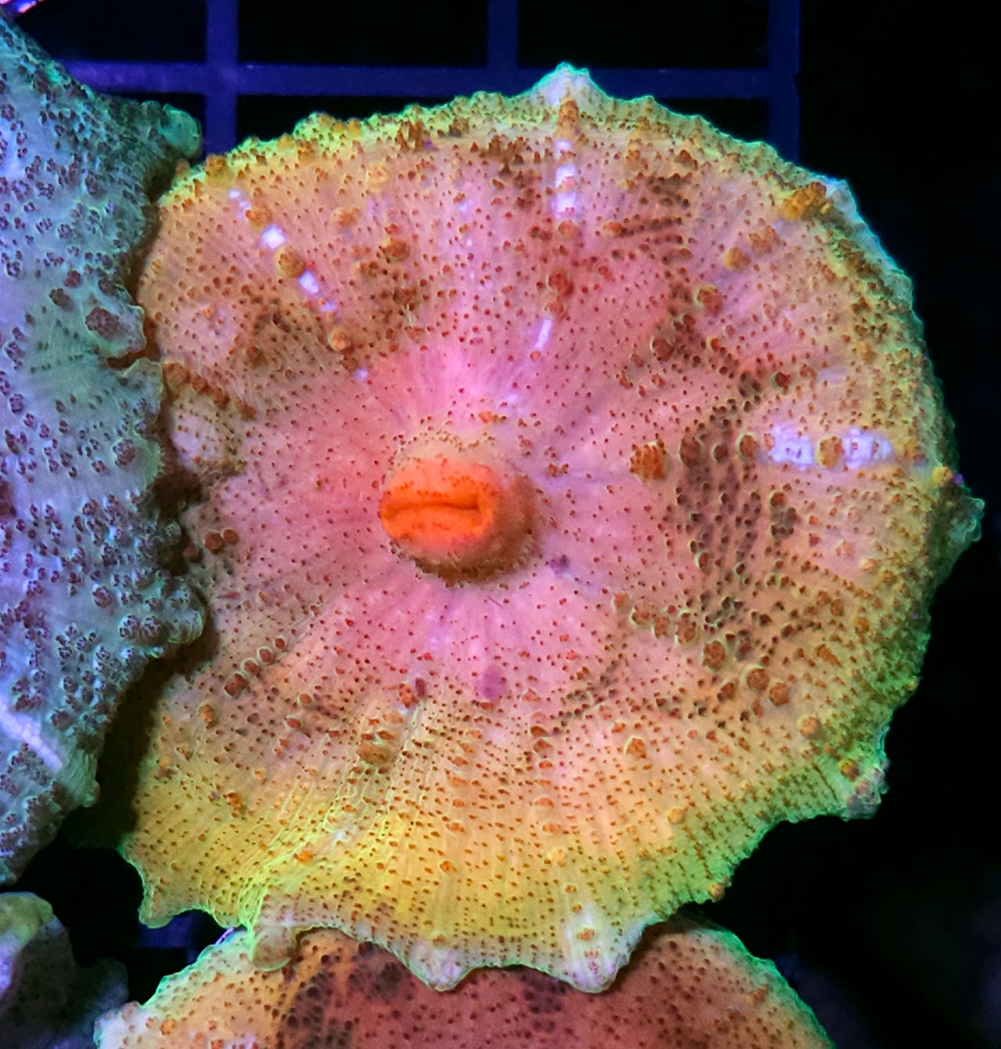 Golden Rainbow Neglecta Umbrella Mushroom