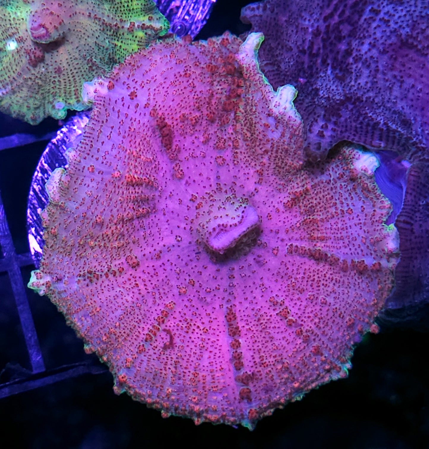 Elfs Aura Neglecta Umbrella Mushroom