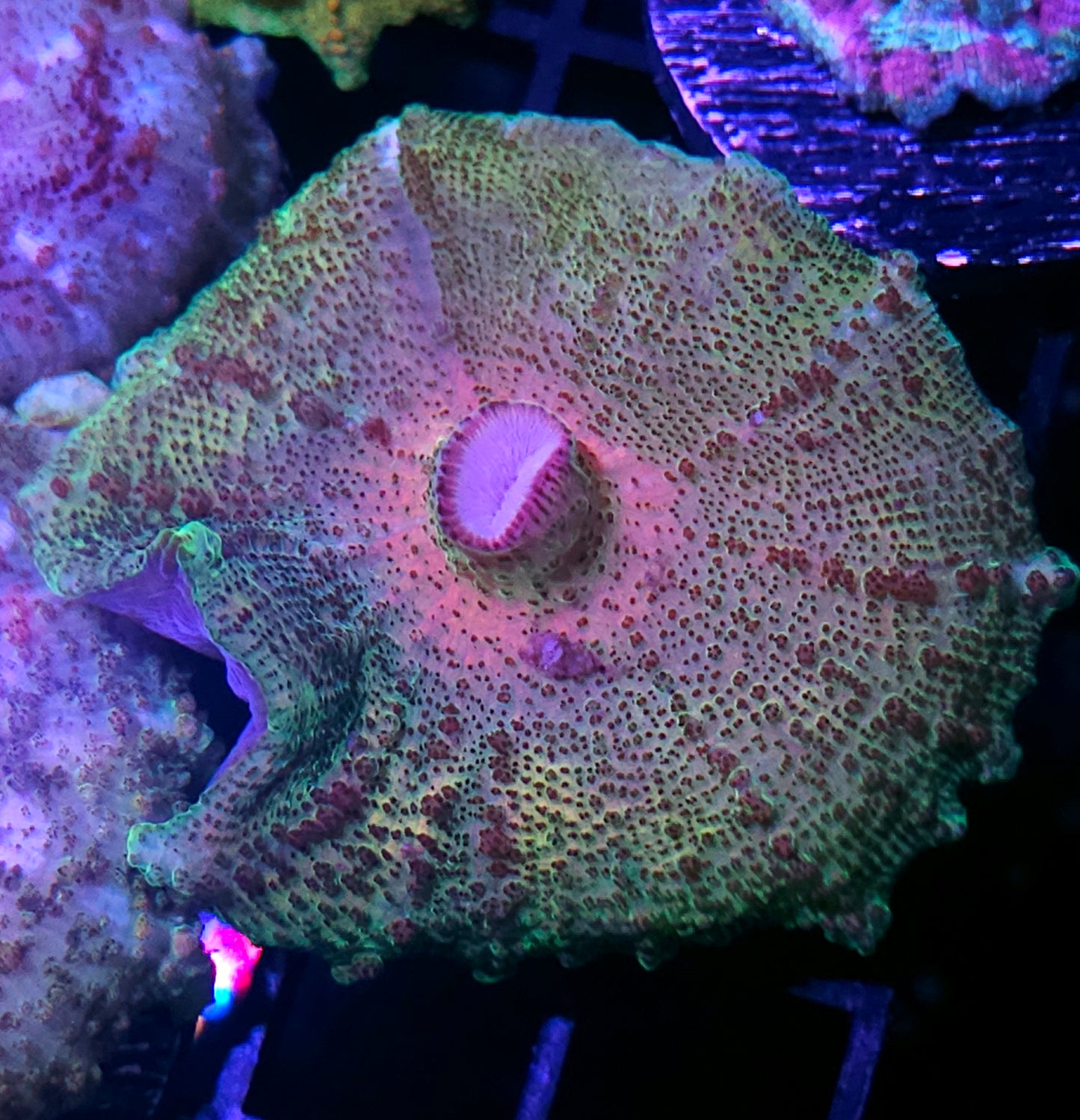 Mesmerizer Neglecta Umbrella Mushroom