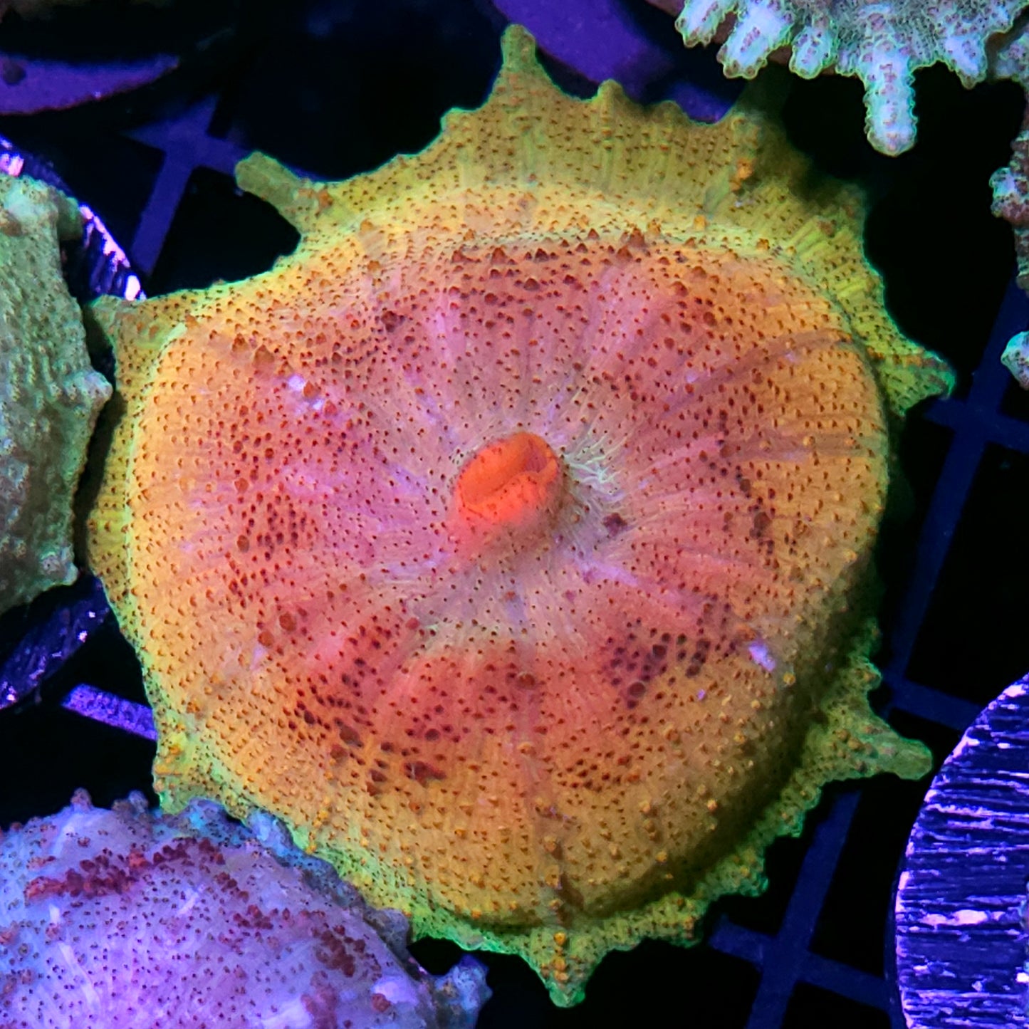 Golden Essence Neglecta Umbrella Mushroom