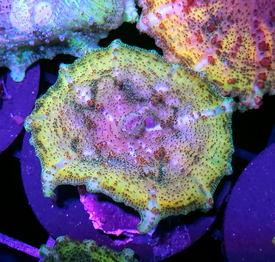 Leprechaun Neglecta Umbrella Mushroom