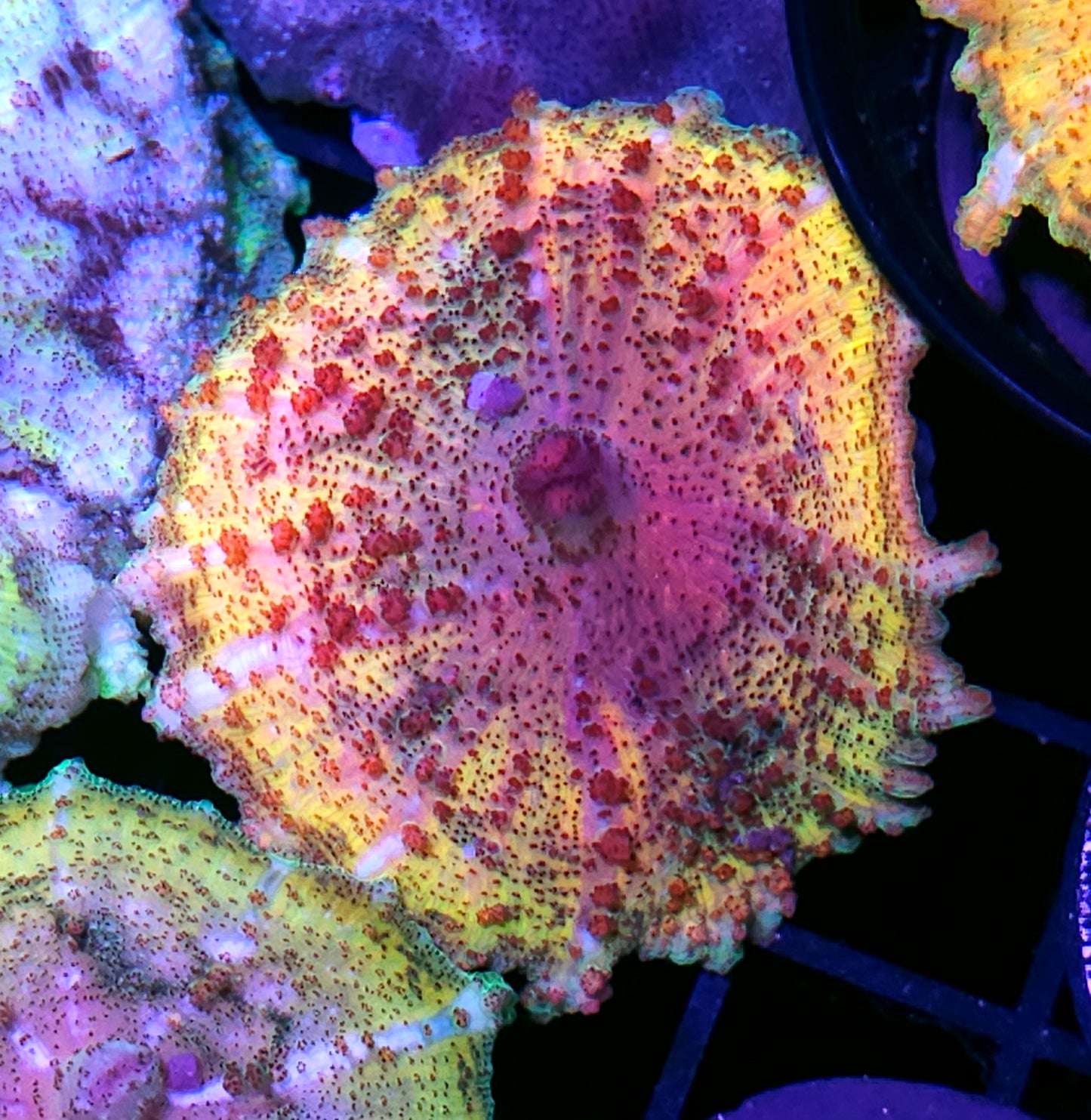 Golden Rainbow Neglecta Umbrella Mushroom