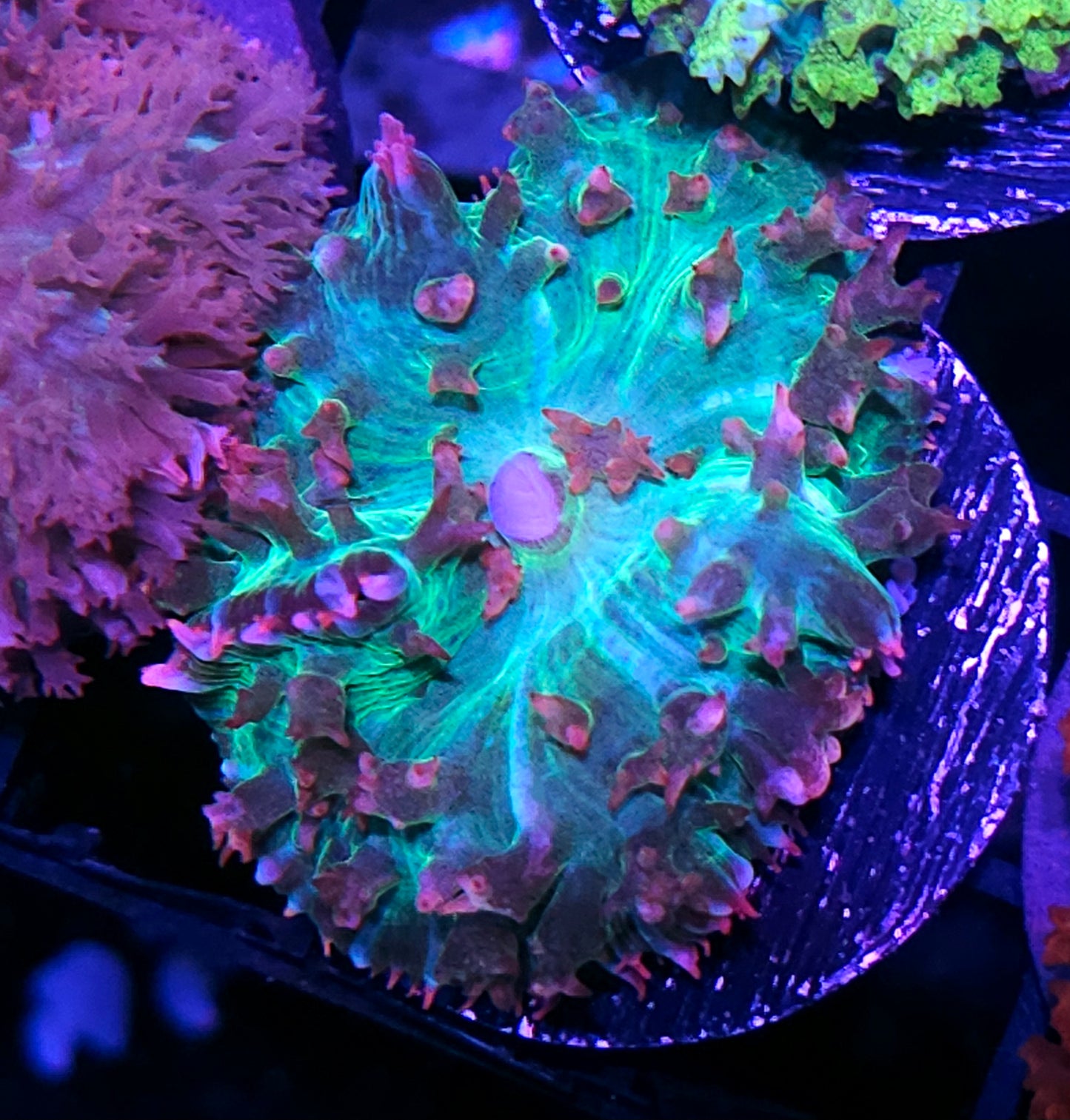 OOAK Poseidons Rage St Thomas Mushroom