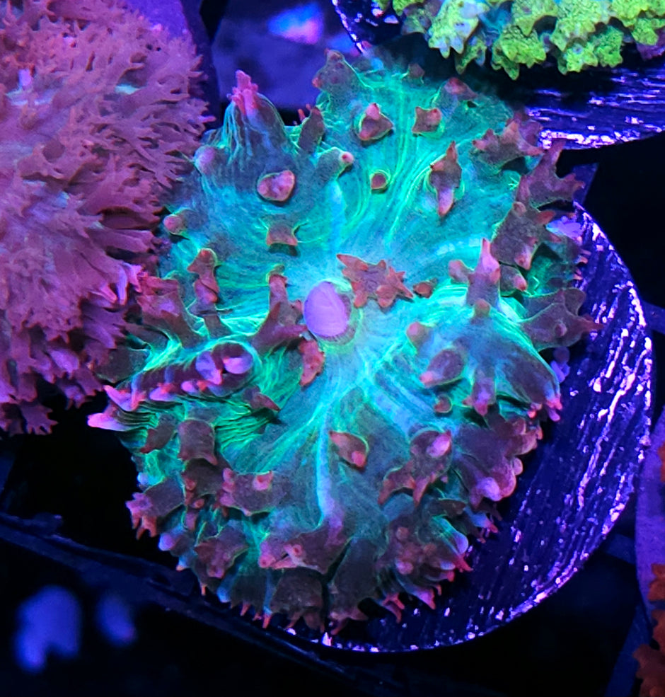 OOAK Poseidons Rage St Thomas Mushroom