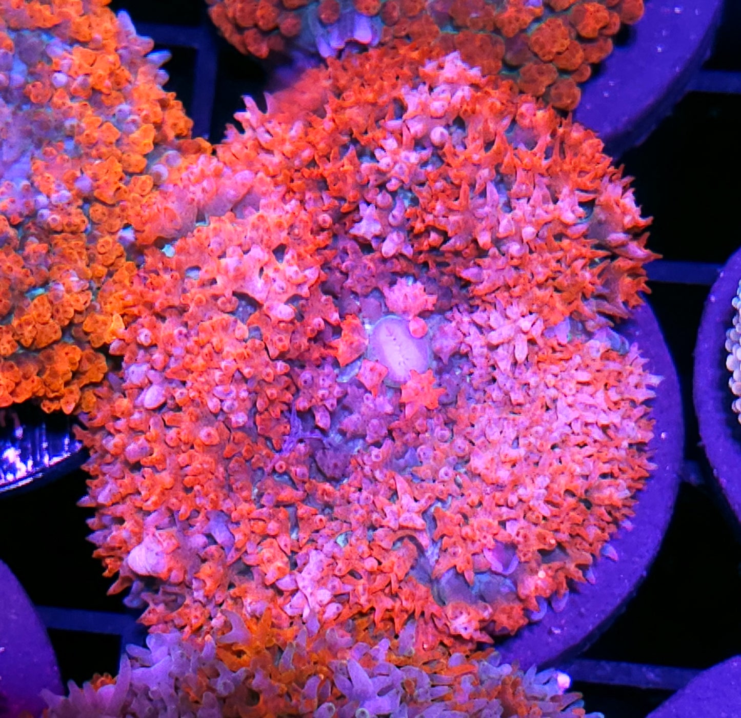 Dragons Breath St Thomas Mushroom