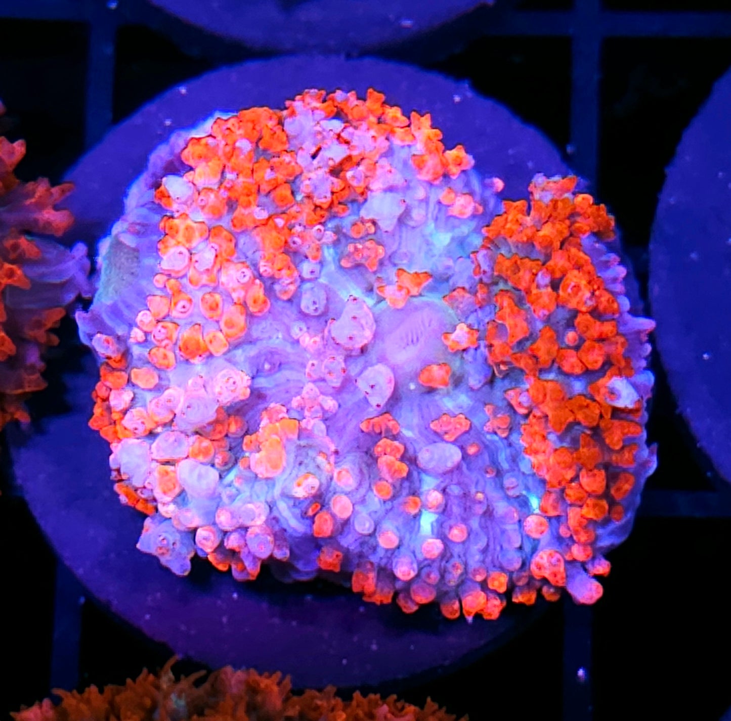 Peppermint Pimp St Thomas Mushroom