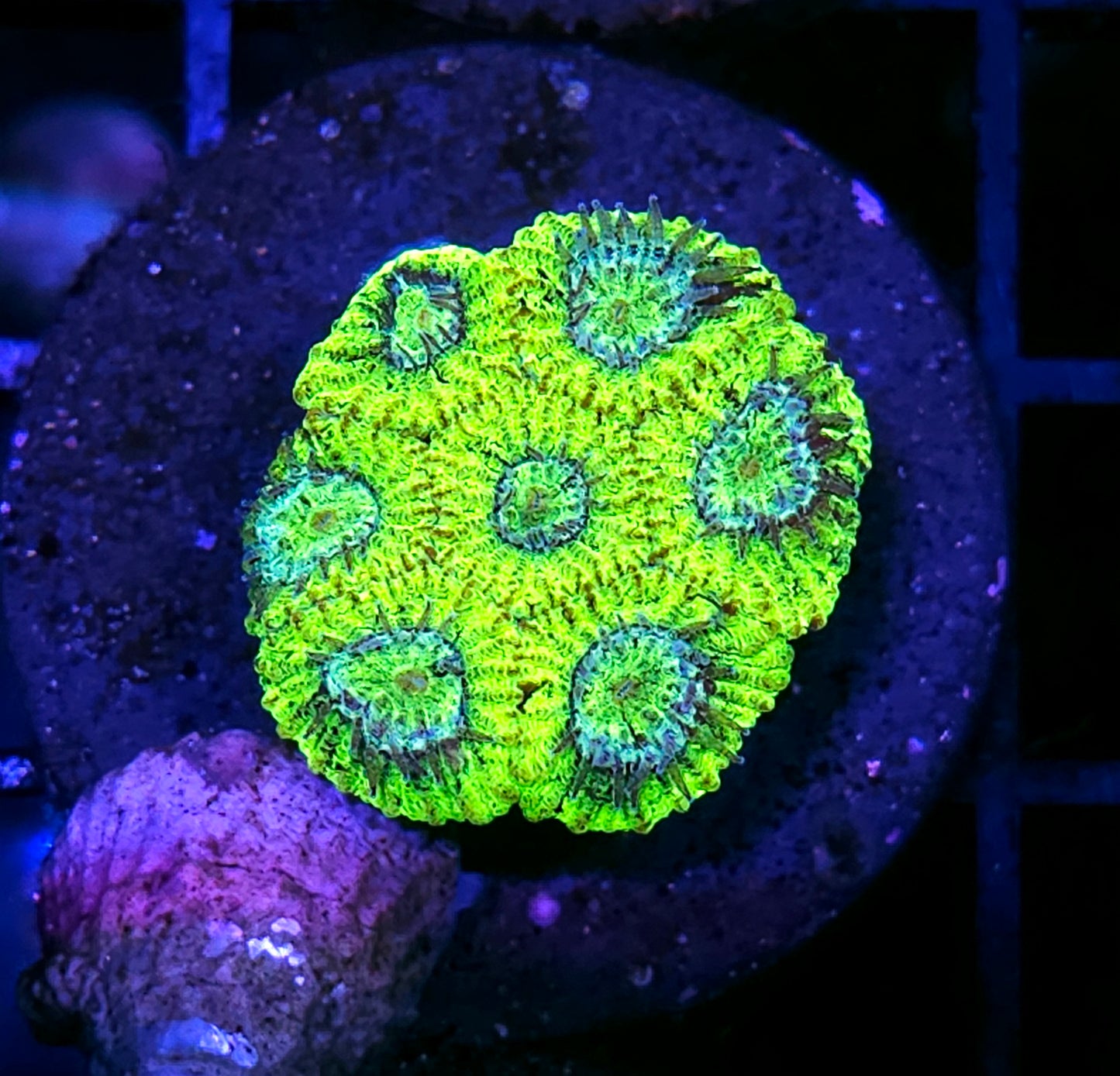 Toxic Avenger Micro Favia