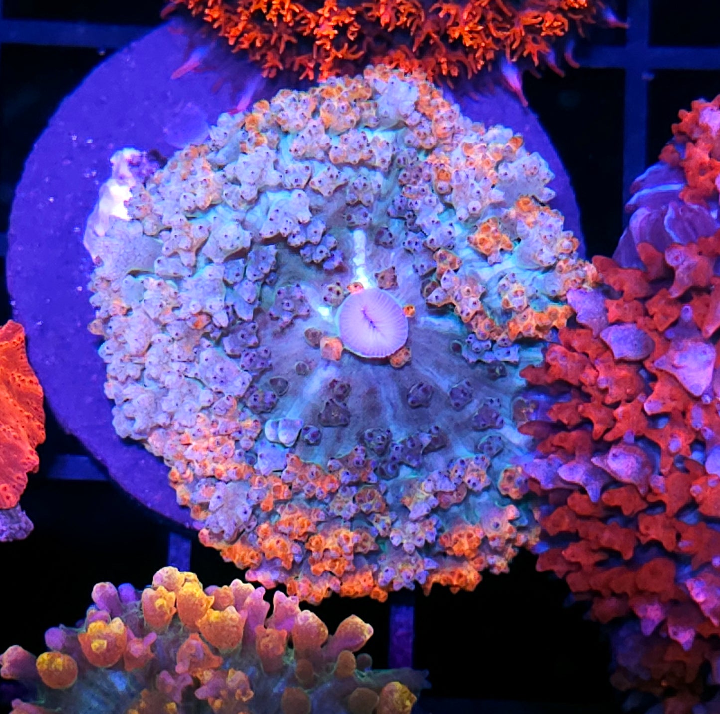 Pop Rocks St Thomas Mushroom