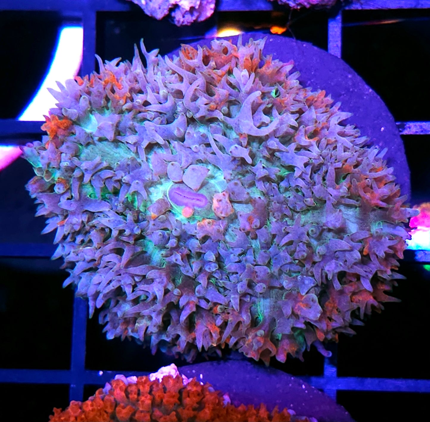 Awakening St Thomas Mushroom