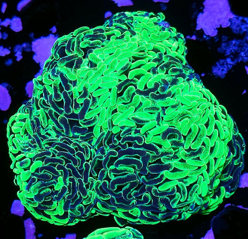 7 Head Toxic Splatter Australian Fat Head Branching Hammer Colony