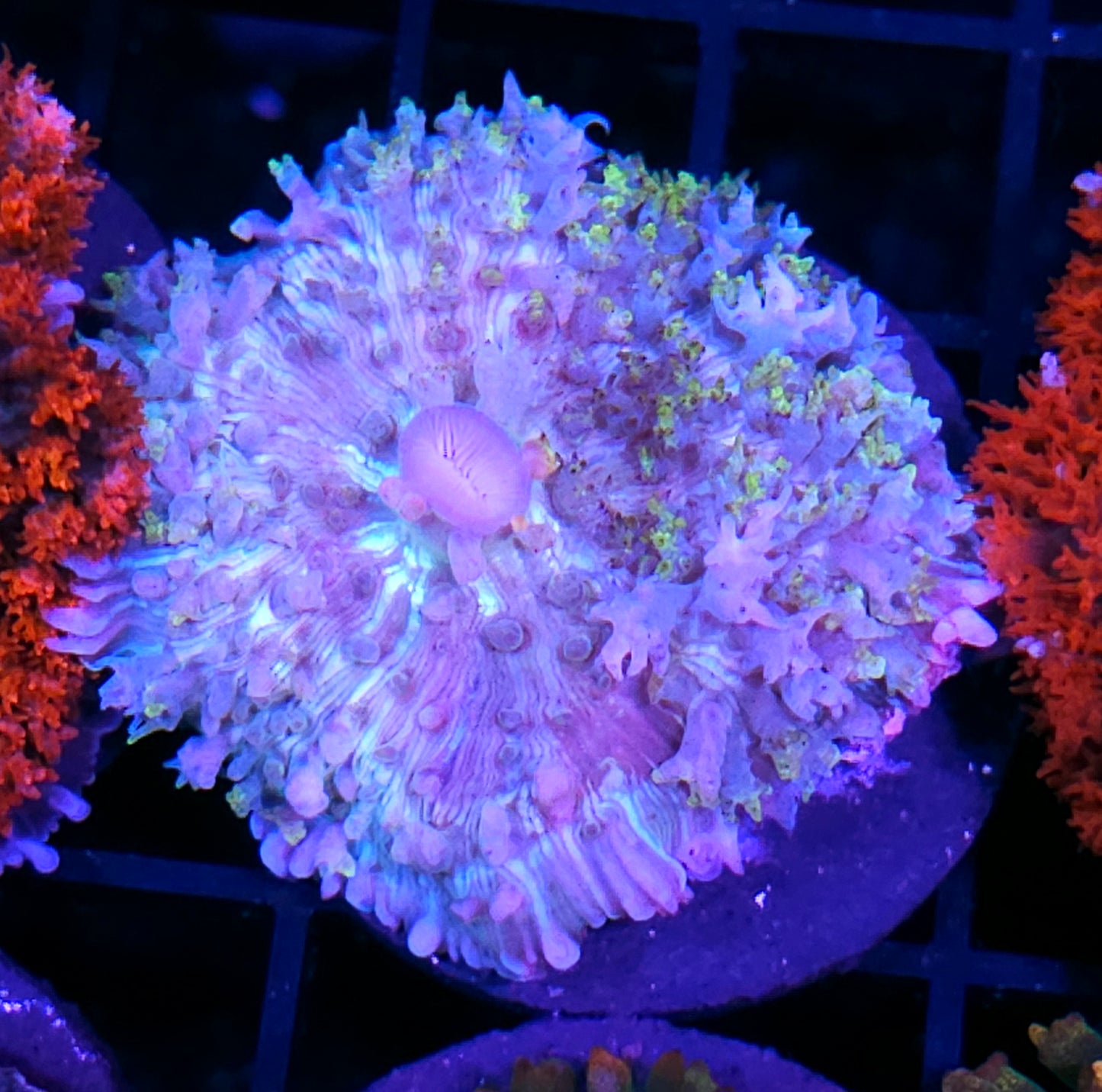 Spook 👻 Show St Thomas Mushroom