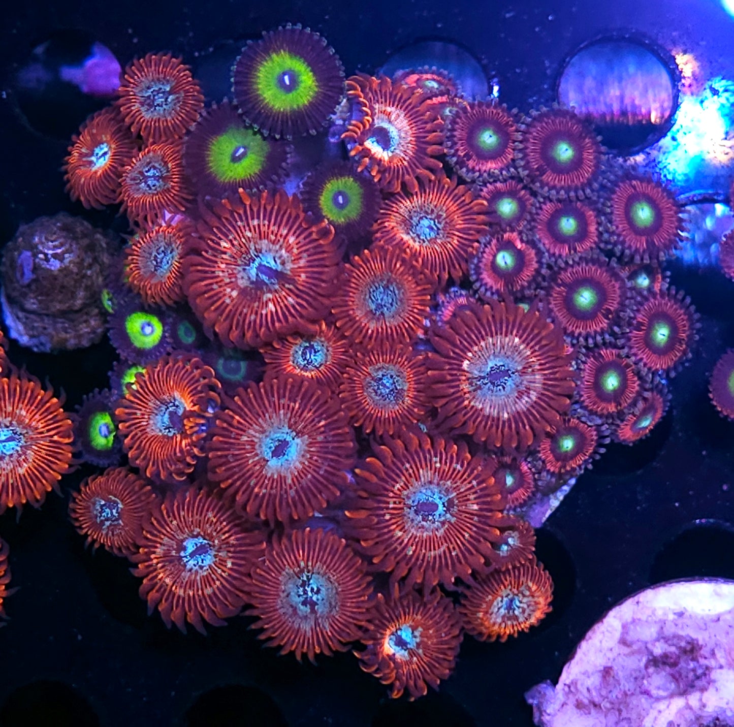 Seduction, Latin Lover, Cats Eye Zoa Colony