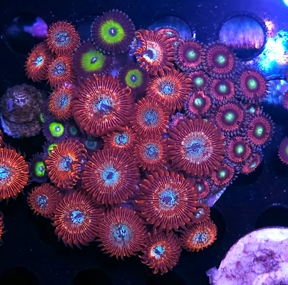Seduction, Latin Lover, Cats Eye Zoa Colony