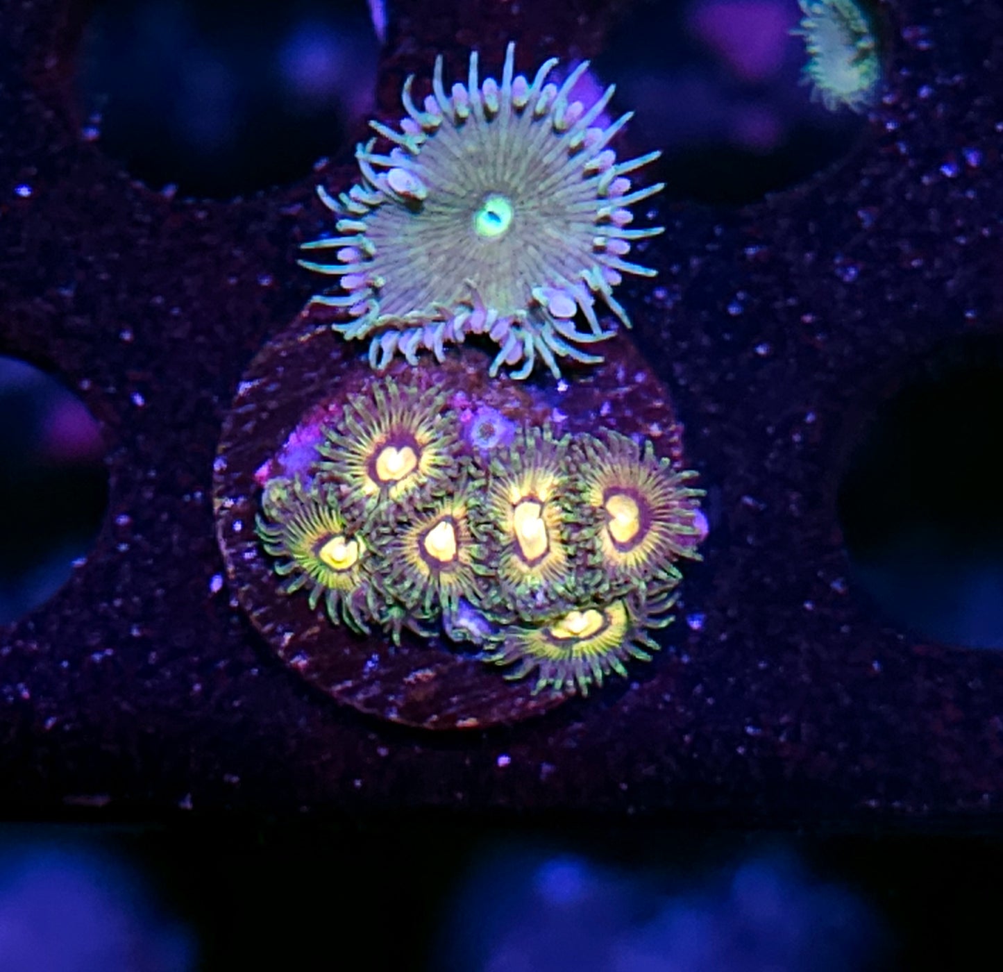 Azzkrak Zoas