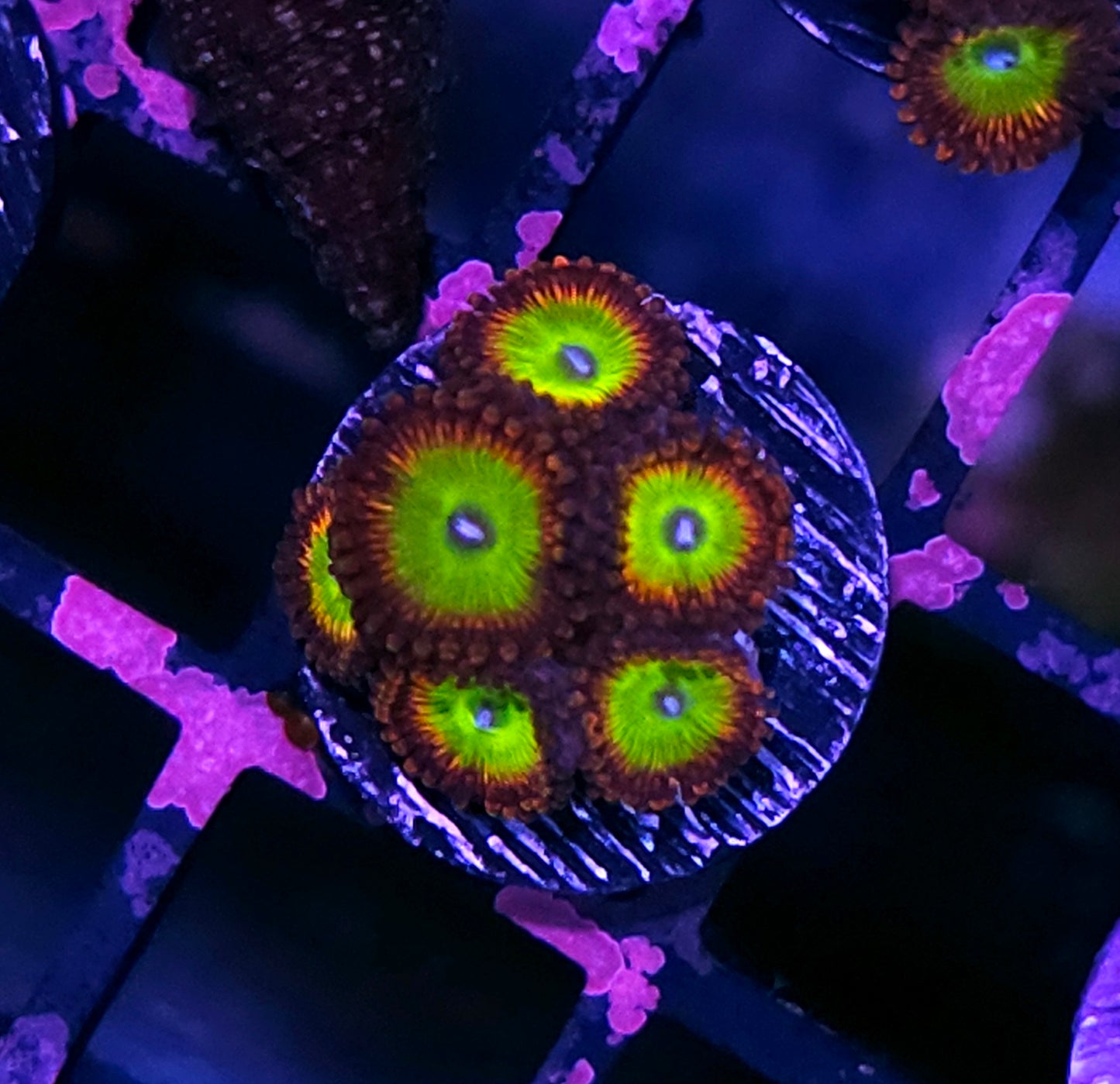 Candy Apple Red Zoas