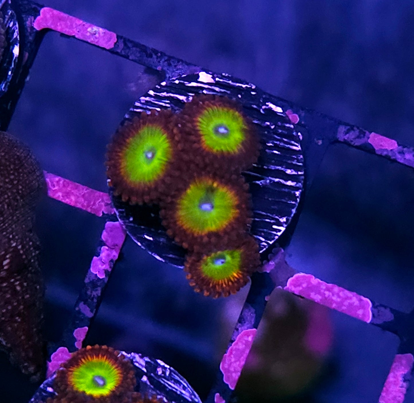 Candy Apple Red Zoas