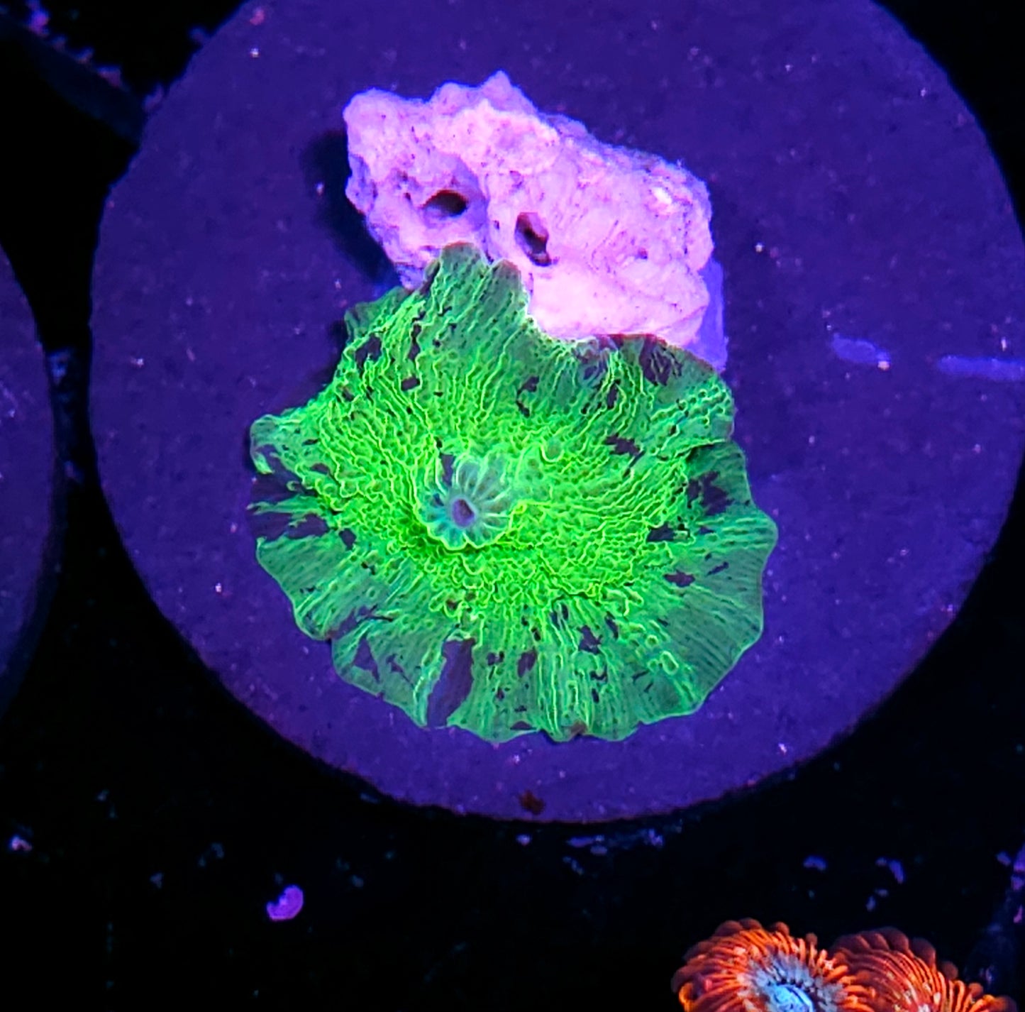 Kryptonite Jawbreaker Mushroom