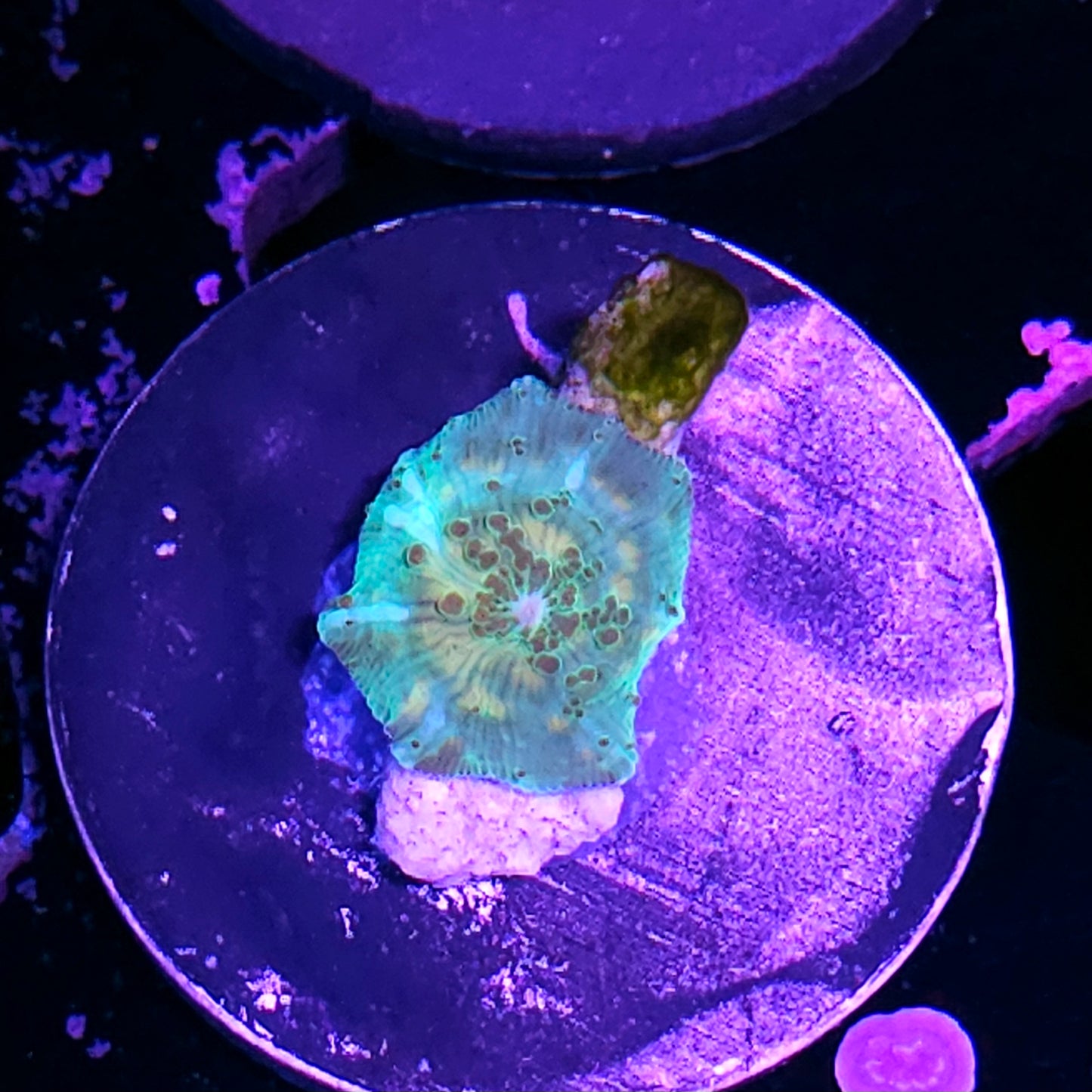 Oracle Mushroom