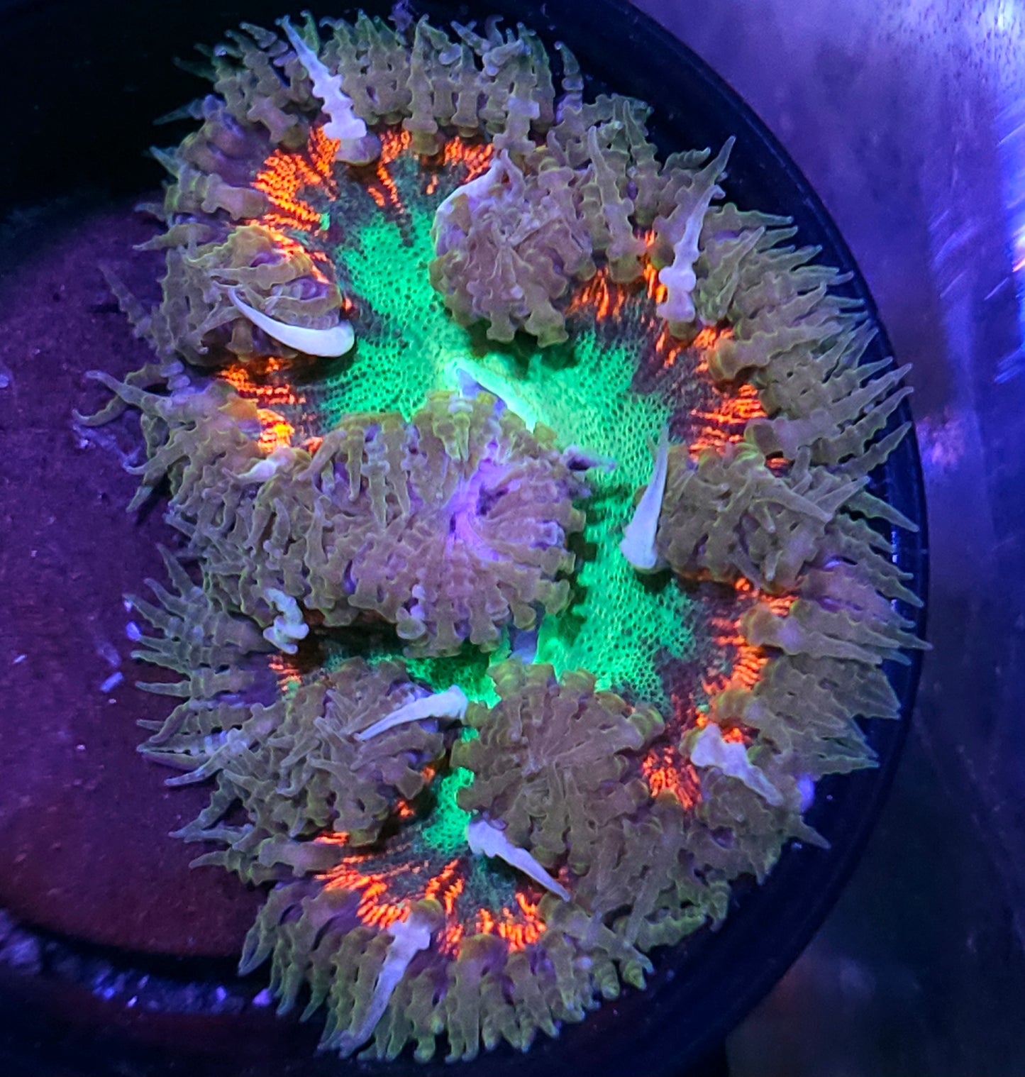 Jack Skeleton Flower Anemone
