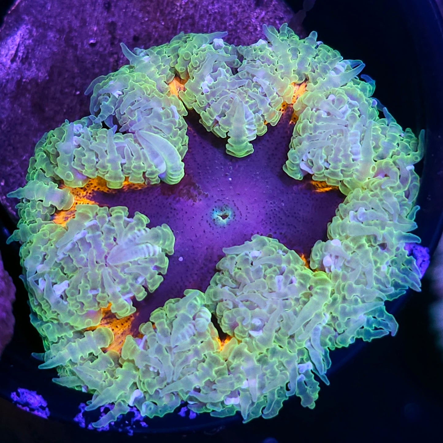 Infinite Abyss Flower Anemone