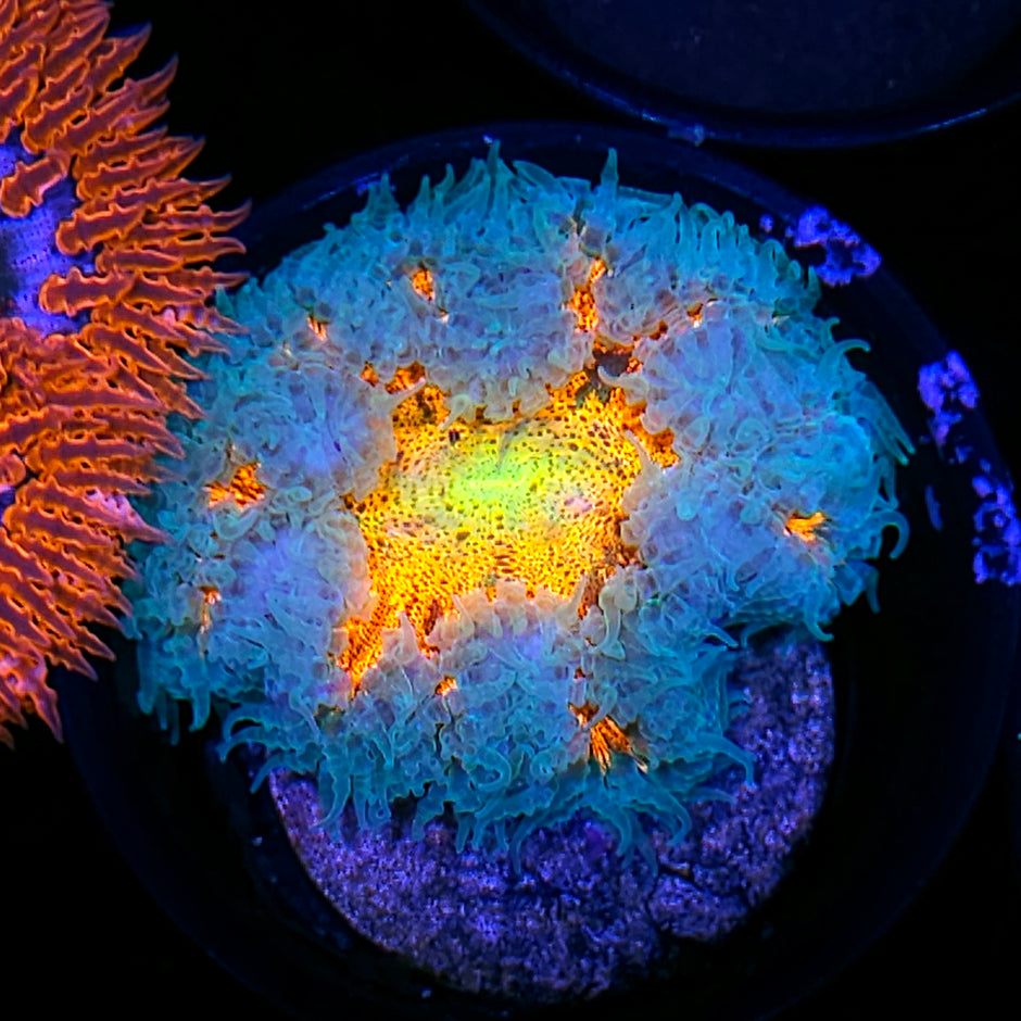 Radiant Flames Flower Anemone