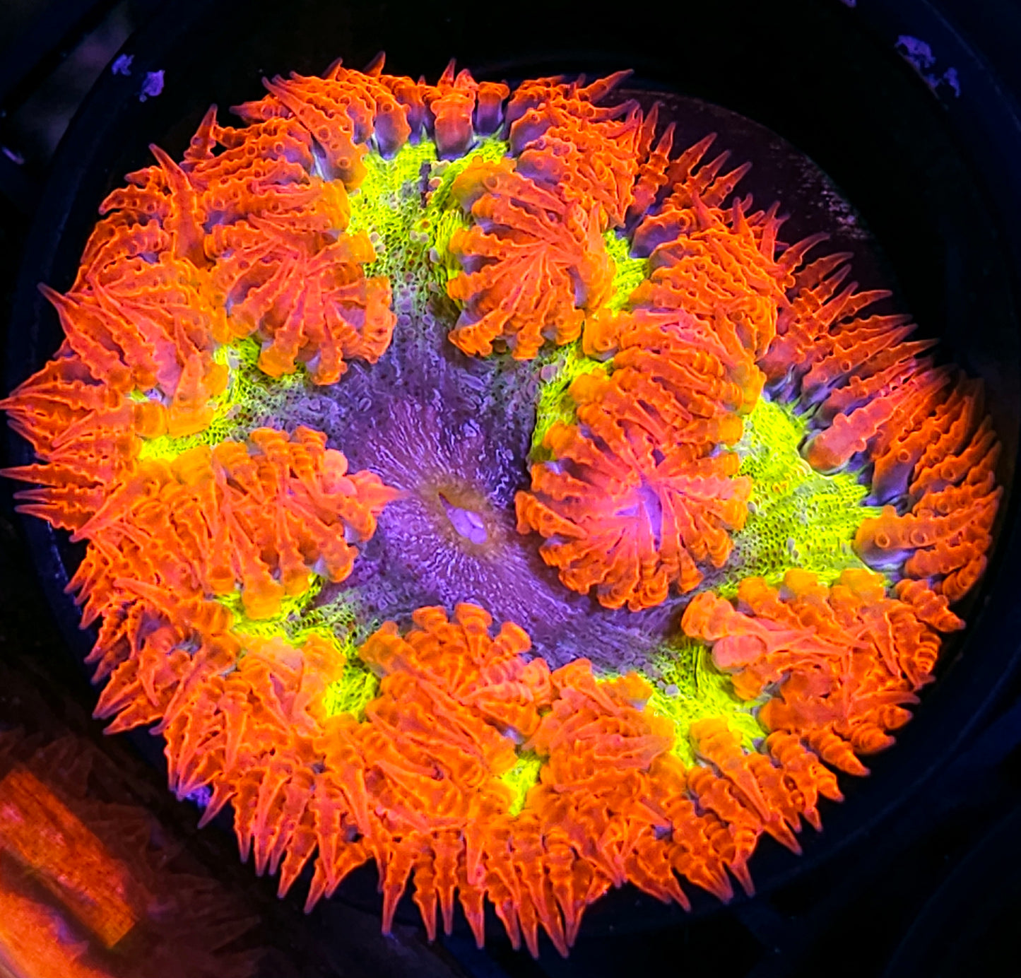 Hyperbolic Boom Flower Anemone