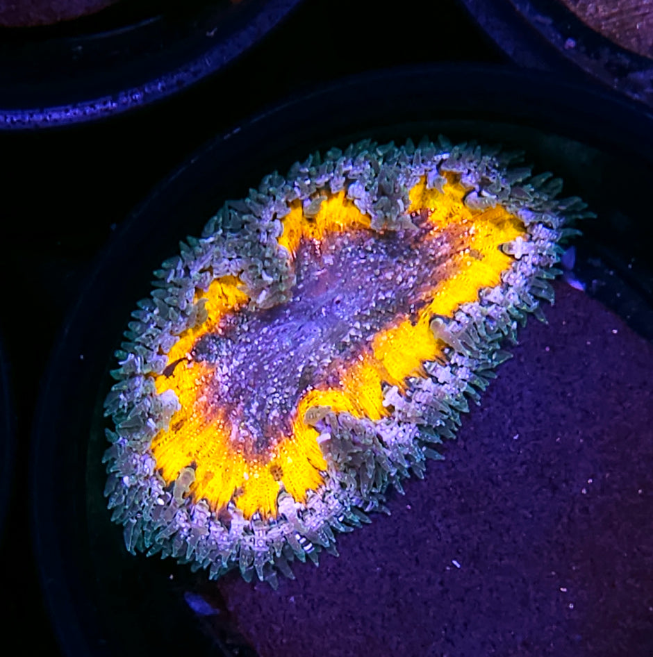 Radiation Flower Anemone