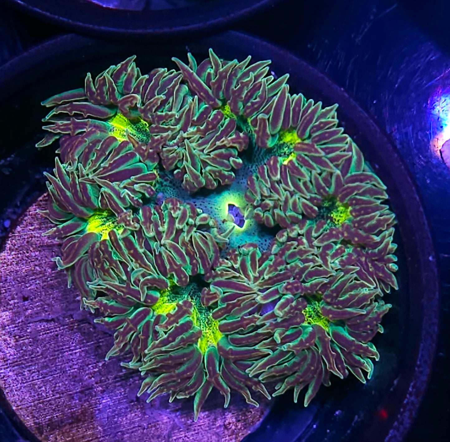 Buzzsaw Flower Anemone