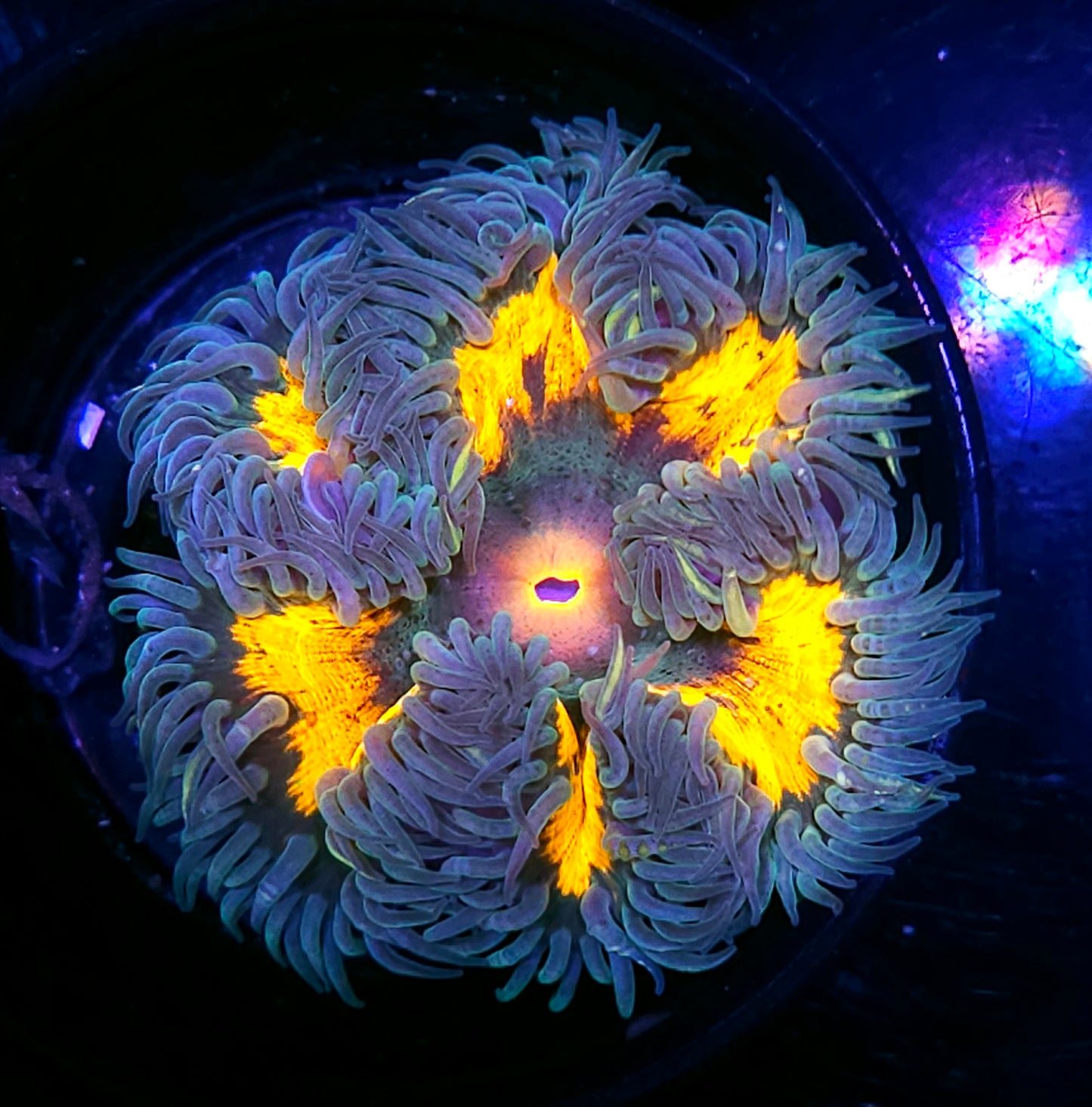Dream Warrior Flower Anemone